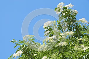 Elderflowers in sunshine and a blue sky as background photo